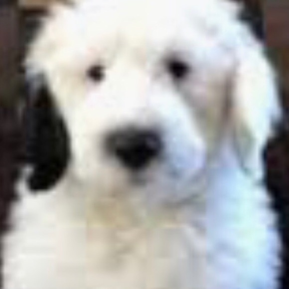 Meet your Posher, Claudine - Picture 1 of 1